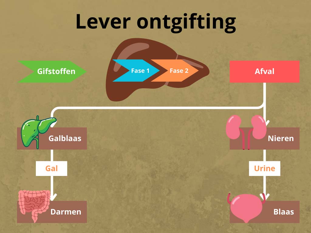 weergave van detox proces.